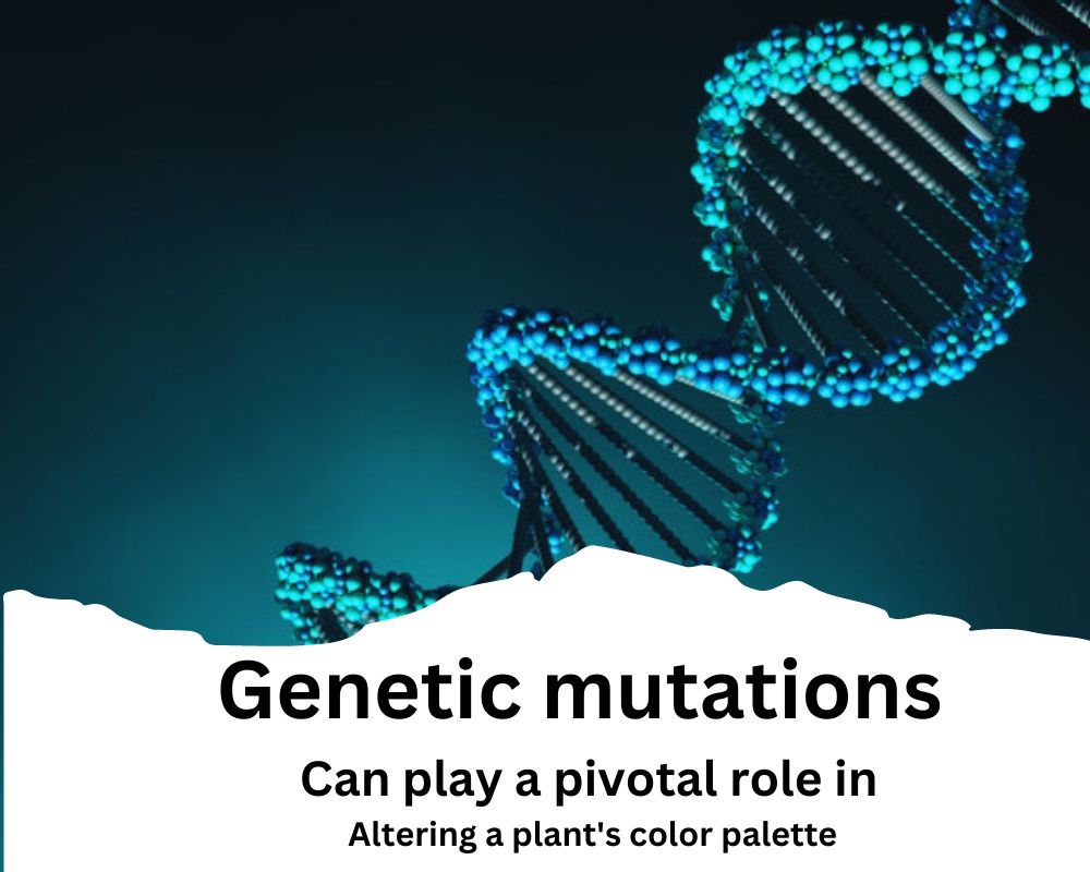 Why Is My Purple Plant Turning Green? Reasons to Unveil the Color Mystery InHousePlant Your