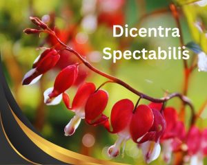 Bleeding Heart with hear-shaped red flowers on a red stem.