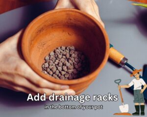 Add drainage rocks in the bottom of your pot for repotting in pots without drainage holes
