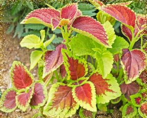 Coleus Blumei Rainbow Mix with red and yellow leaves
