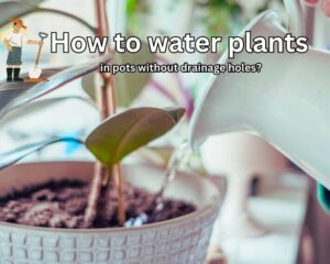 Avoid over-watering in pots without holes