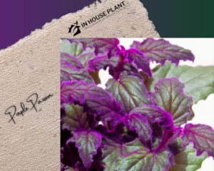 Purple Passion with green and purple leaves