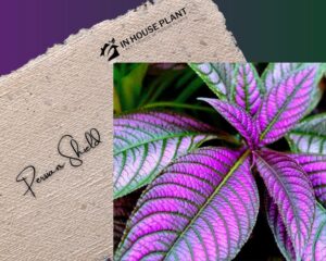 Persian Shield with green and purple leaves