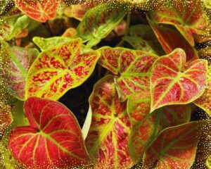 Caladium bicolor 'New Wave' has red and yellow leaves