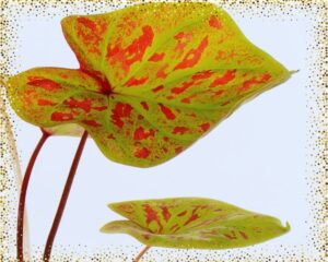 Caladium Orange (Hydroculture), yellow leaves with splash of red hue