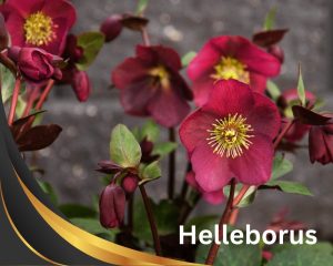 Hellebore Annas Red with cup-shaped crimson blooms with red stems