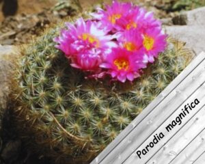 Ball Cactus (parodia magnifica) is a cactus with small pink flowers