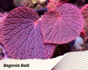 A purple fuzzy Begonia Baik 