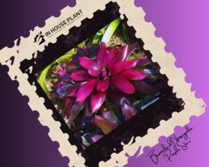 Bromeliad Neoregelia “Purple Star” have deep purple leaves