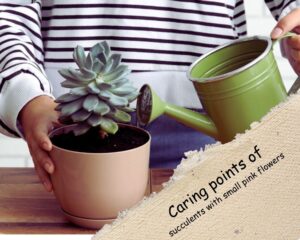 Caring points of succulents with small pink flowers