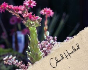 Cobweb Houseleek is a succulent with small pink flowers