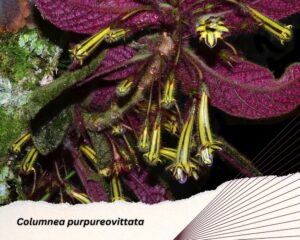 Columnea purpureovittata have green and purple fuzzy leaves