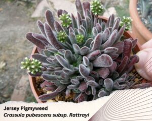 Crassula pubescens subsp. rattrayi is a succulent with purple fuzzy leaves