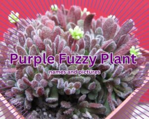 Crassula pubescens subsp. rattrayi is a purple fuzzy plant