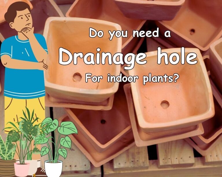What Plants Don't Need Drainage Holes? Update 2024 InHousePlant
