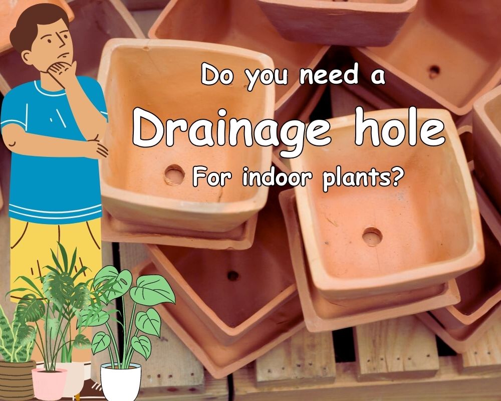 the importance of drainage for plants