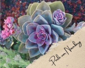 Echeveria 'Pink Pearl is a succulent with small pink flowers
