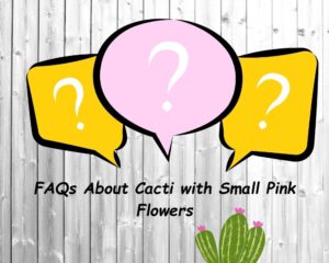 FAQs About Cacti with Small Pink Flowers