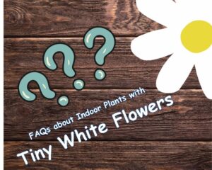 FAQs about Indoor Plants with Tiny White Flowers