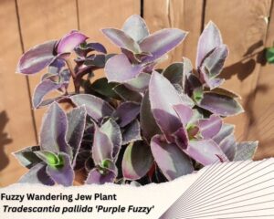 Fuzzy Wandering Jew Plant is hanging plant with purple and green fuzzy leaves