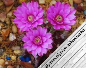 Gymnocalycium mihanovichii with small pink flowers