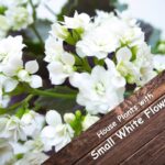 House Plants with Small White Flowers