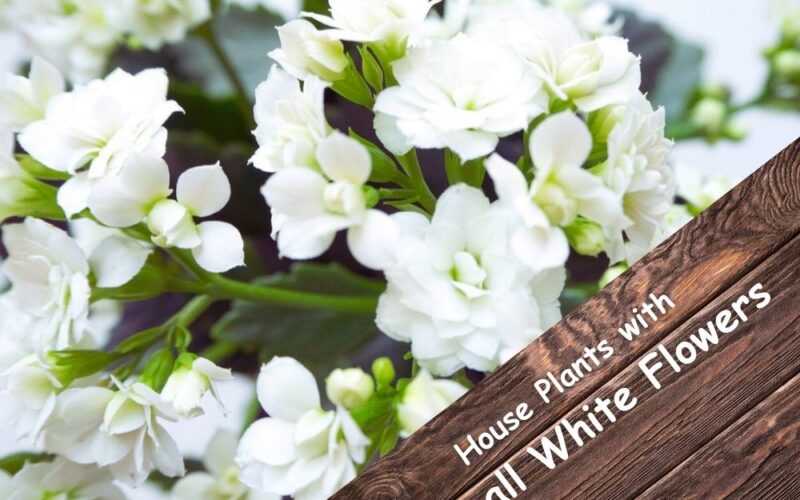 5 House Plants with Small White Flowers: caring points to adding elegance and freshness to your space
