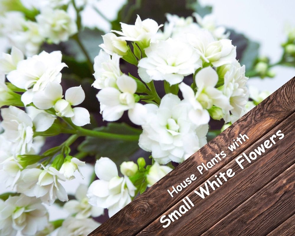 5 House Plants with Small White Flowers caring points to adding elegance and freshness to your