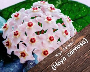 Hoya Carnosa (Hoya carnosa) has white small white flowers