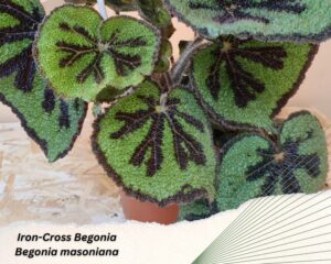 Iron-Cross Begonia have green and purple fuzzy leaves
