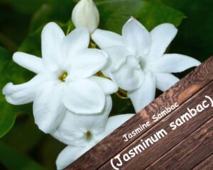Jasmine Sambac (Jasminum sambac) with small white flowers