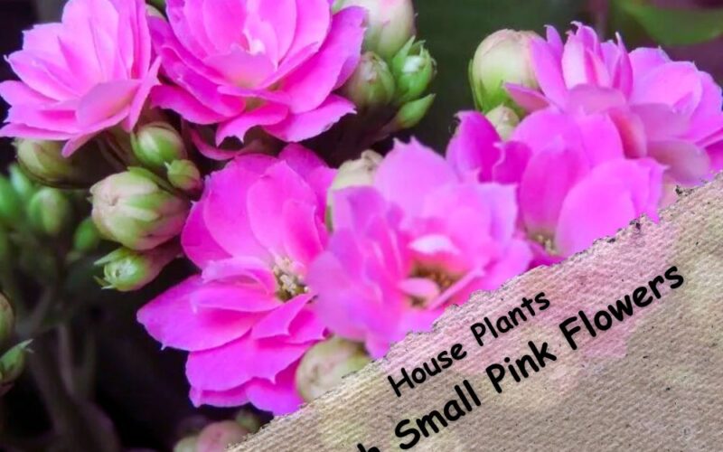 House Plants with Small Pink Flowers: Images and Caring Points