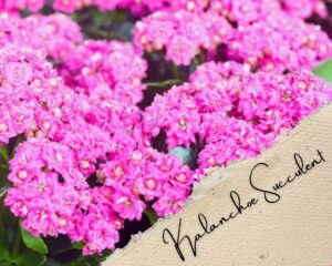 Kalanchoe is a succulent with small pink flowers