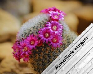 Mammillaria elongata has small pink flowers
