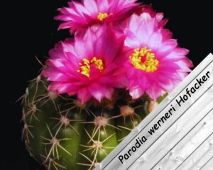 Parodia werneri Hofacker is a cactus with small pink flowers
