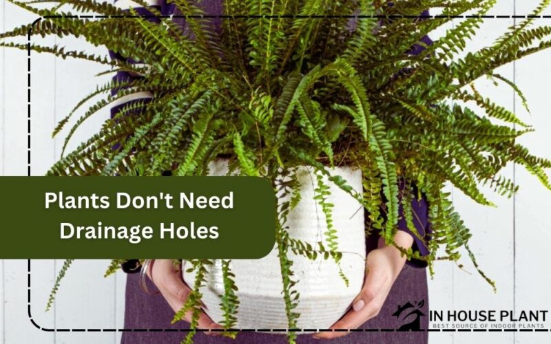plants that don't need drainage