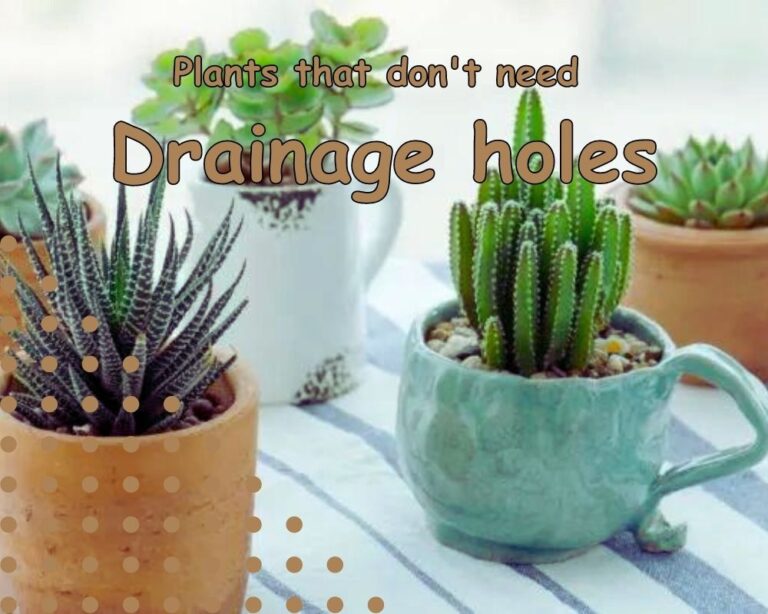 What Plants Don't Need Drainage Holes? Update 2024 InHousePlant