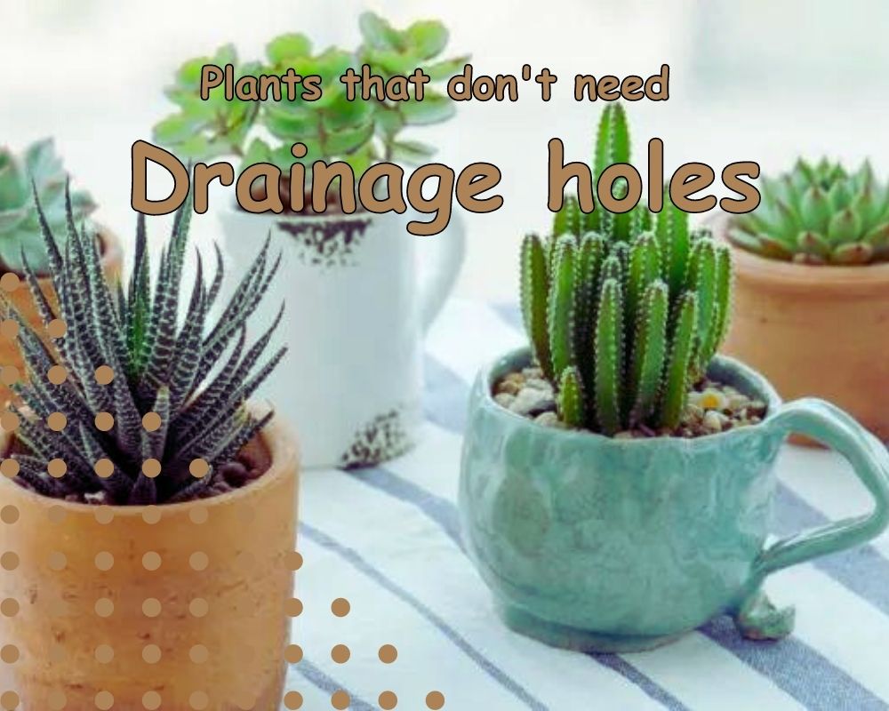 Plants that don't need drainage holes