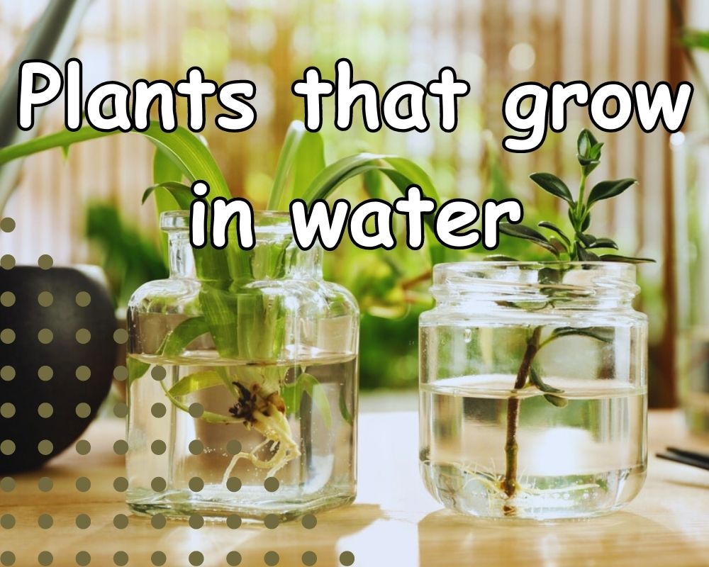 growing in water into pots without holes