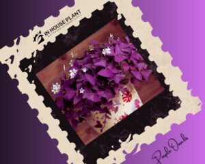 Purple Oxalis is a famous dark purple indoor plant