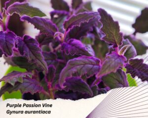 Purple Passion Vine is a purple fuzzy plant