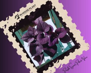 Purple Sweet Potato Vine is an edible dark purple house plant.