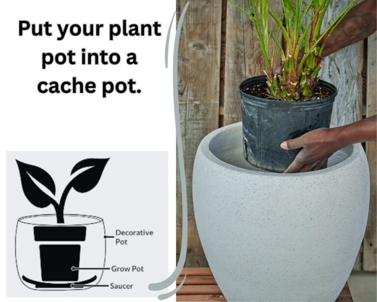 What to Put under Potted Plants? 8 Ideas with images. InHousePlant