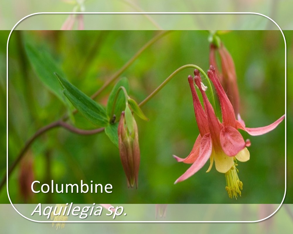 Columbine: five-petaled red flowers on the red stems 
