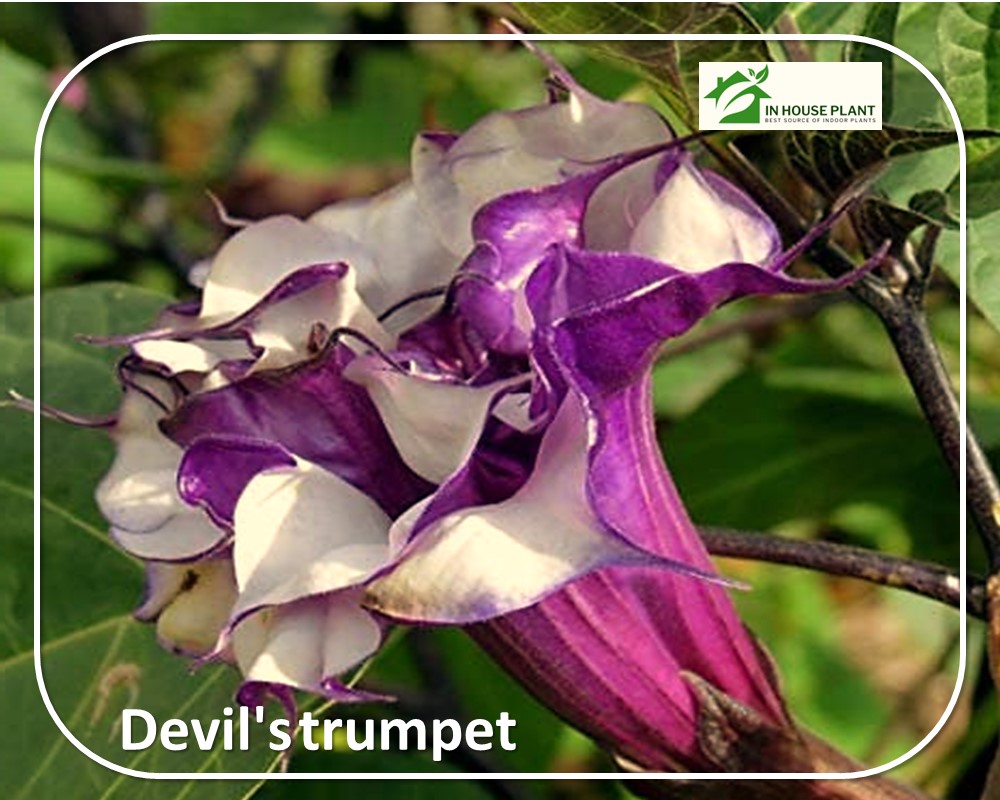 Devil's trumpet flowers with red stems

