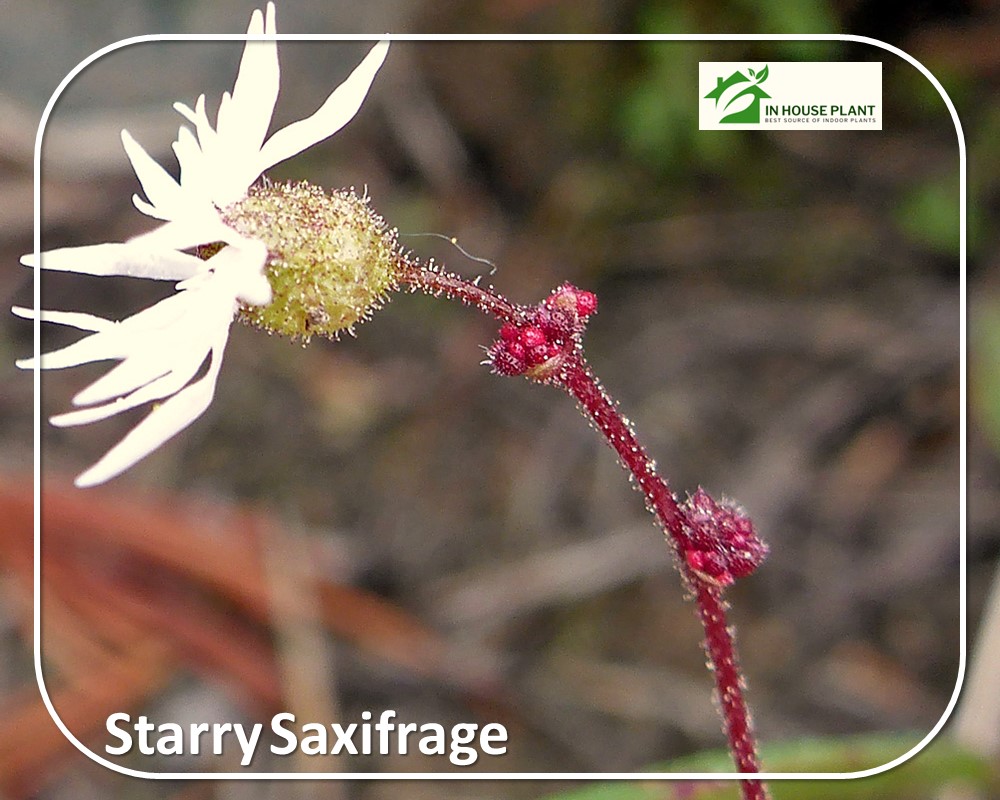 Starry Saxifrage white  flowers with red stems


