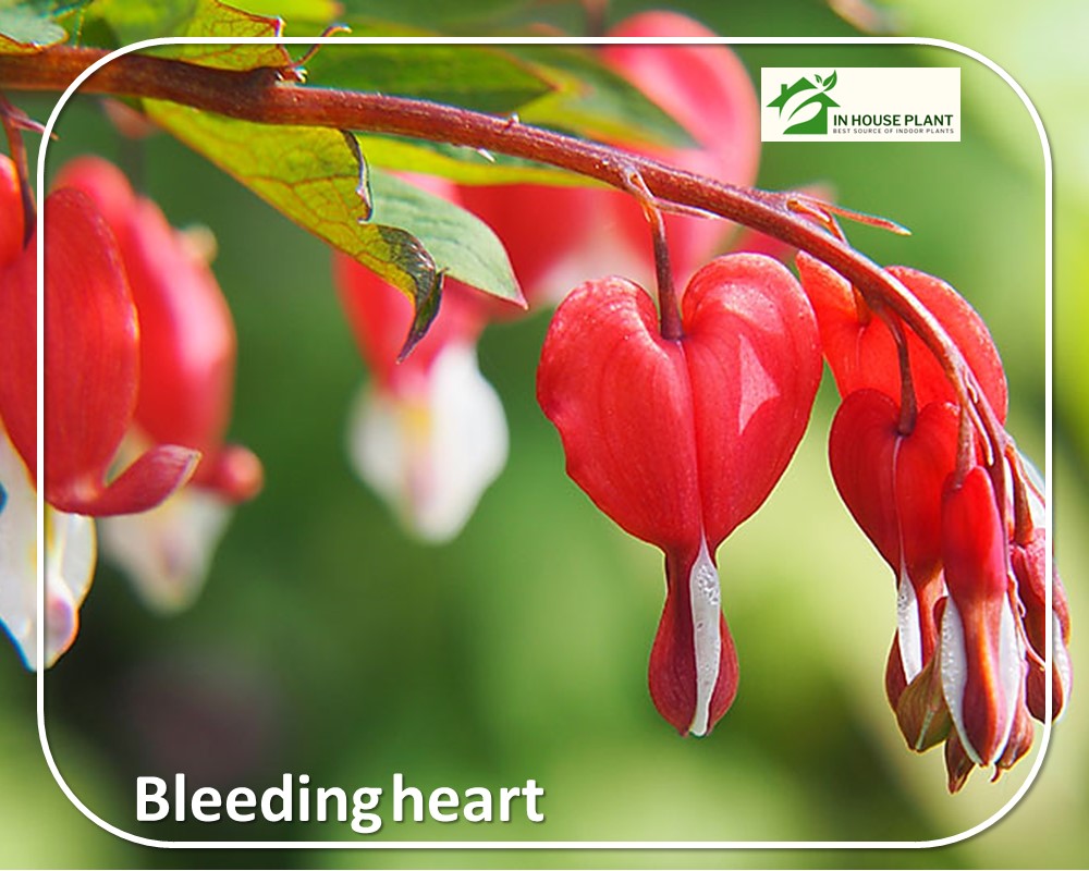 Bleeding heart with red flowers and stems

'