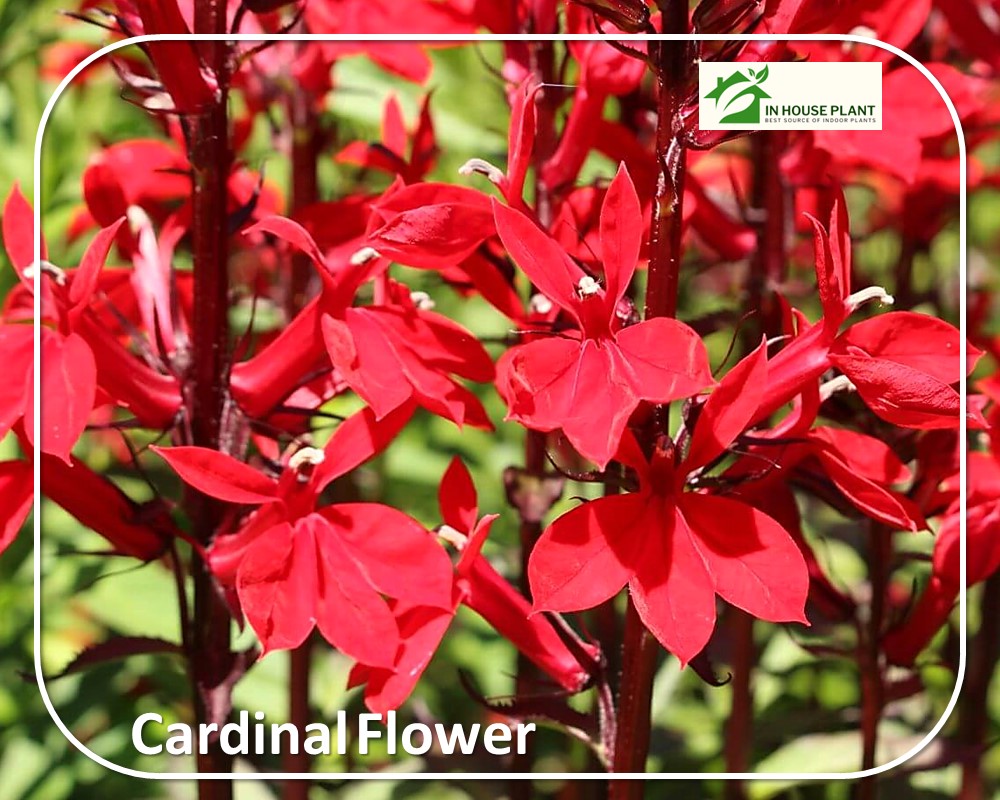 Cardinal Flower with red flowers and stems


