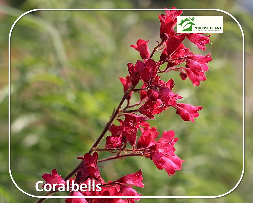 Coral bells flowers with red blooms and stems

