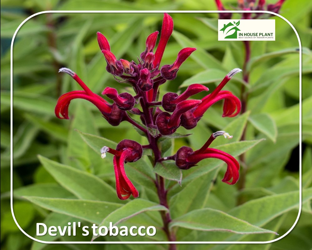 Devil's tobacco red flowers with red stems

